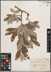 Foto von Salix coaetanea (Hartm.) Flod.